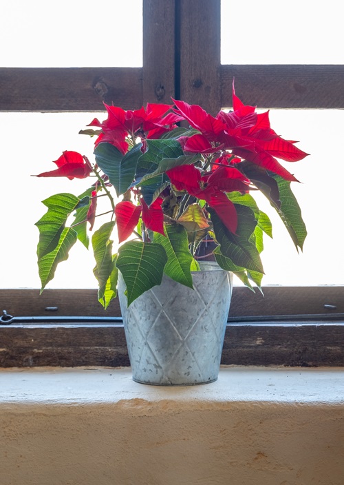 Light Care for Poinsettias During and After Christmas