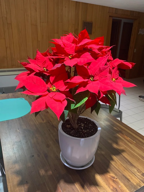 Care for Poinsettias During and After Christmas