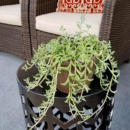 Decorative Indoor Plants