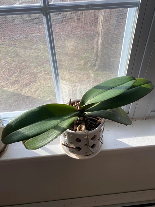 Light is a Crucial Element for orchid