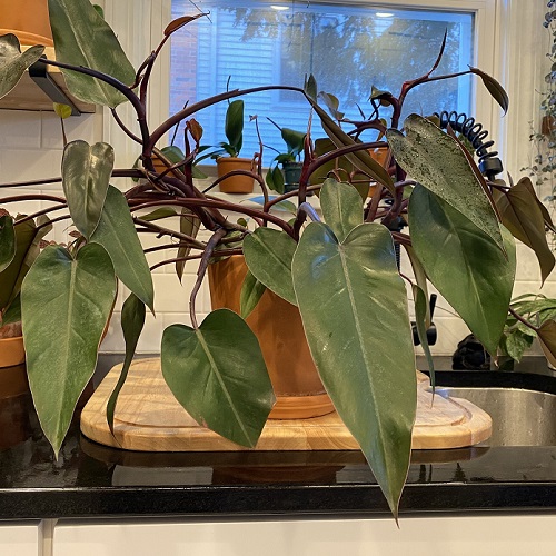 Philodendron Bloody Mary Care