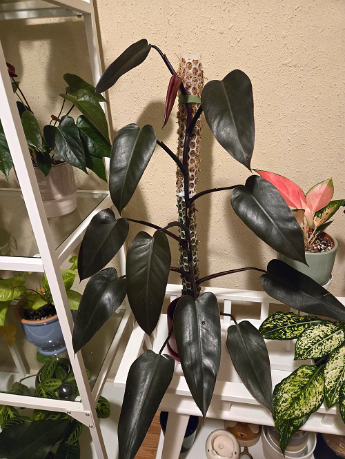 How to Grow and Care For Philodendron Bloody Mary