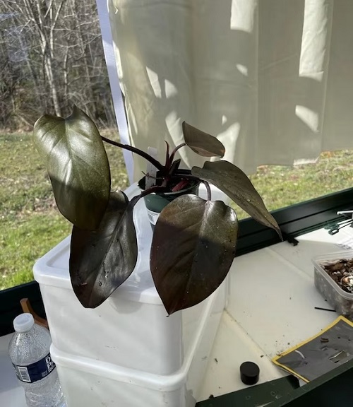 Growing Philodendron Bloody Mary indoor
