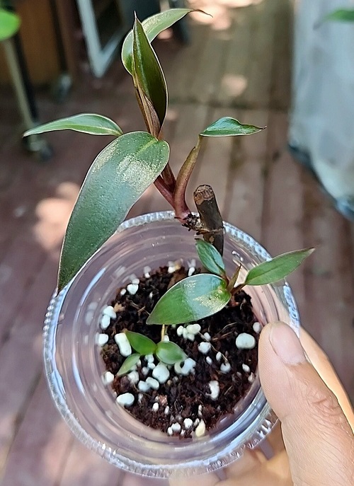 Propagating Philodendron Bloody Mary