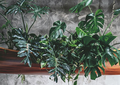 Indoor Plant Chandelier Ideas 1