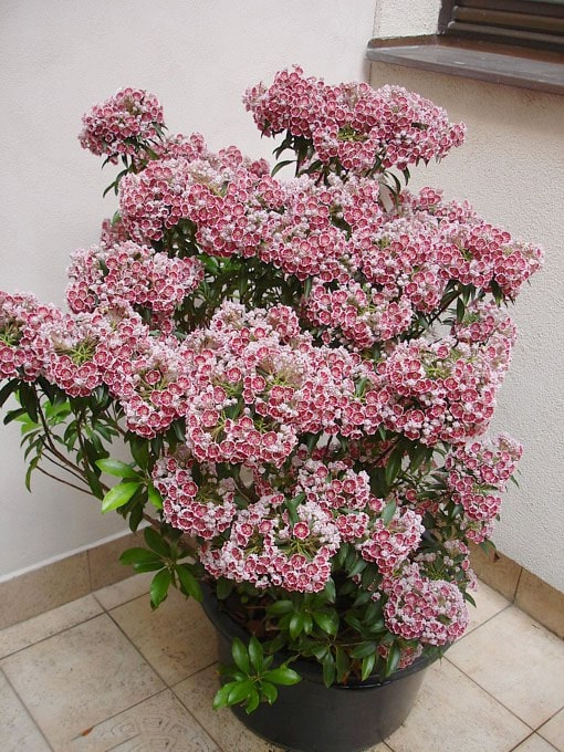 best Flowers that Start with K