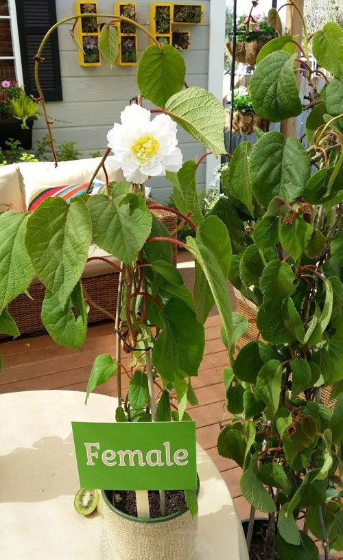 best Flowers that begin with K