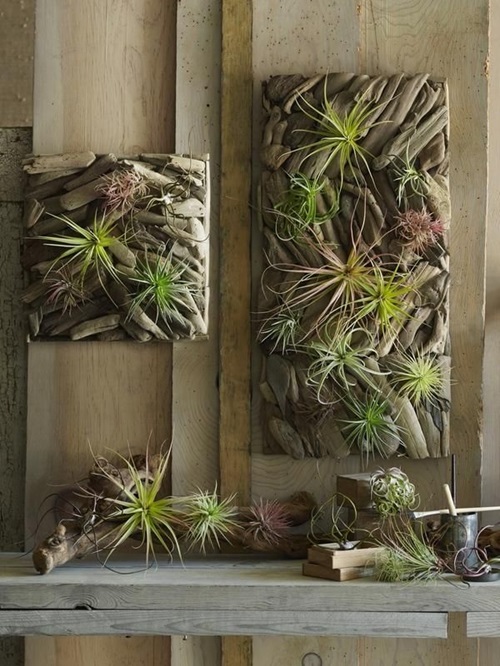lovely Easy Houseplants for Seniors