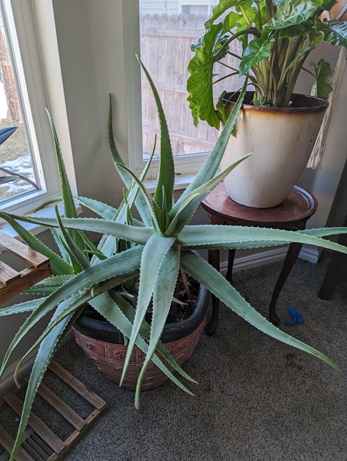top Easy Houseplants for Seniors