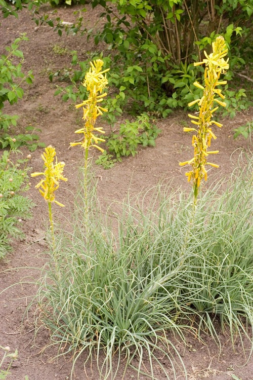 top Flowers that Start with K