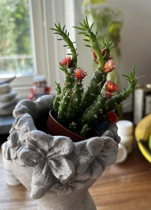 Austrocylindropuntia subulata