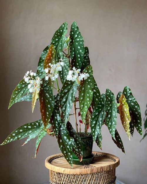 Flowers That Look Like Impatiens