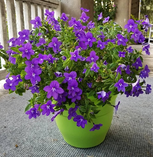beautiful Flowers That Look Like Impatiens