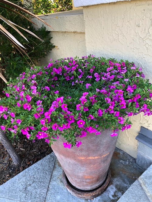 Flowers That Look Like Impatiens