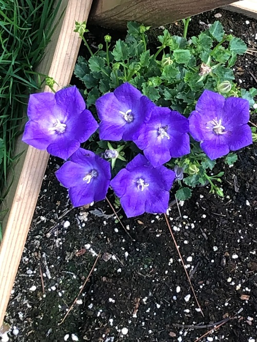 Flowers That Look Like Impatiens