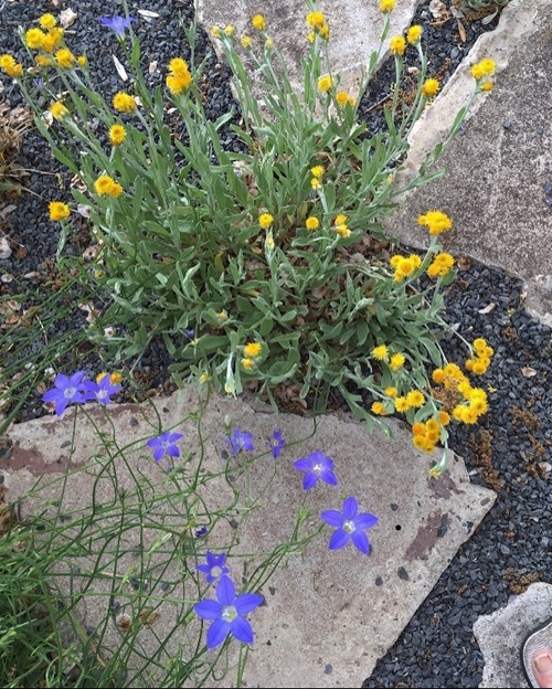 beautiful Flowers that Starts with 'E'