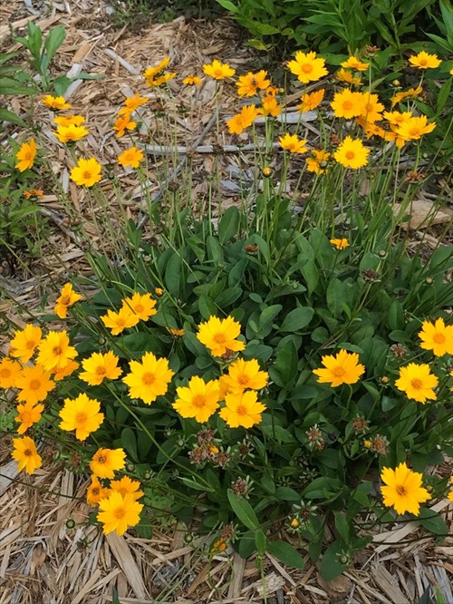 top Flowers that Starts with 'E'
