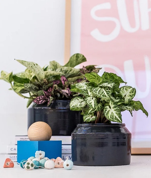 Vintage Style Indoor Plant Decoration Ideas 3