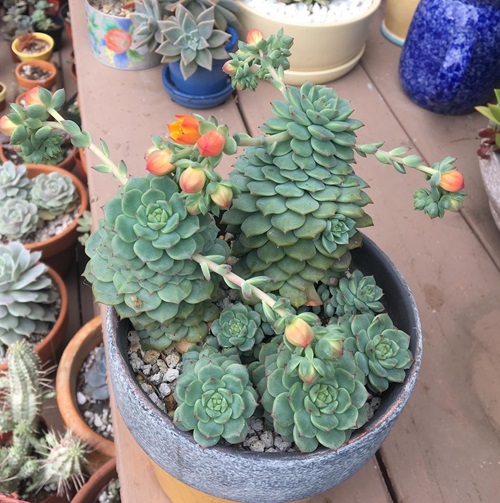 top Trailing Echeverias