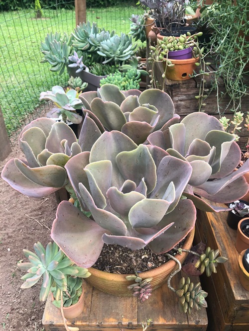 top Best Trailing Echeverias