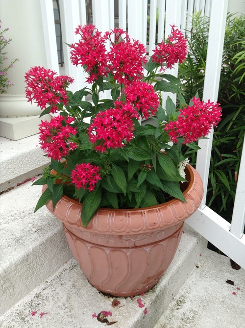 lovely Flowers that Starts with 'E'