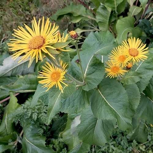 Flowers that Starts with 'E'