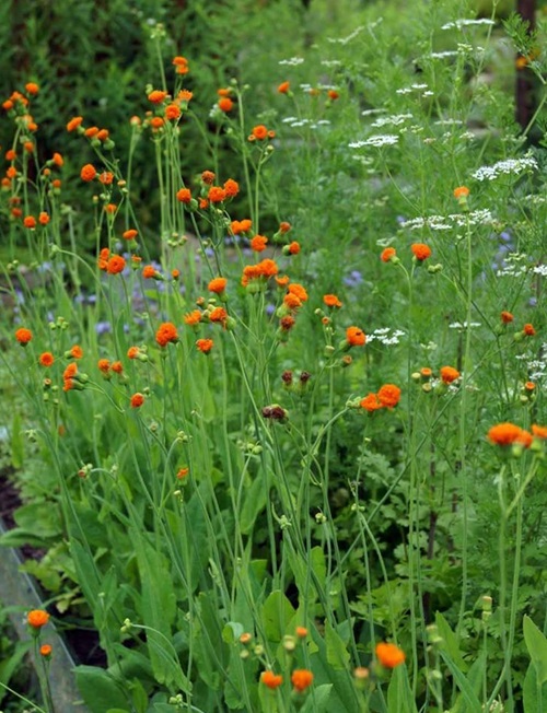 amazing Flowers that Starts with 'E'