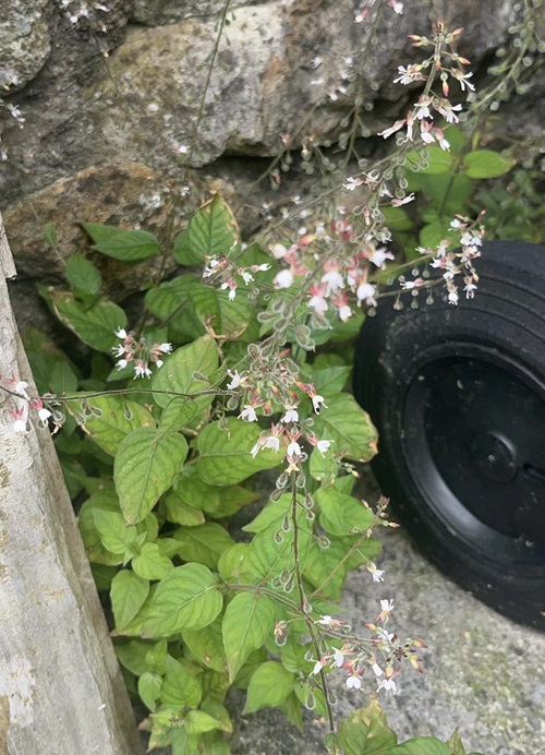 top Flowers that Starts with 'E'