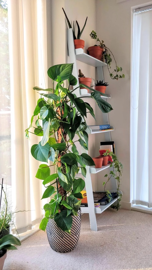 top Easy Houseplants for Seniors