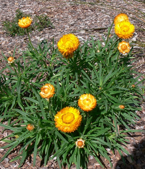 top Flowers that Starts with 'E'