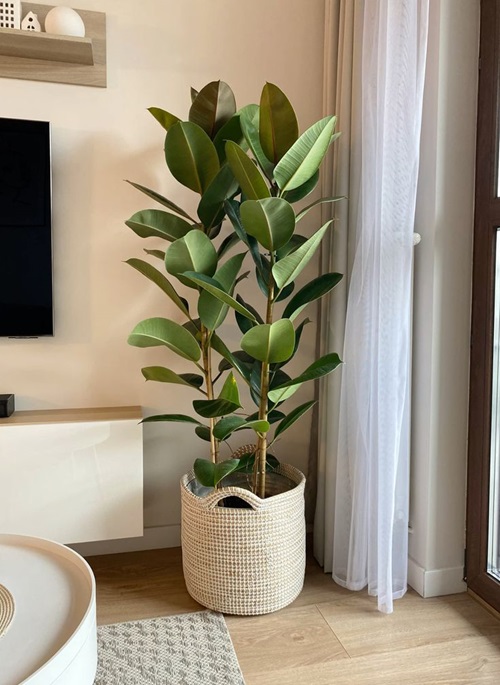 Easy Houseplants for Seniors
