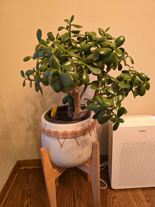 Easy Houseplants for Seniors