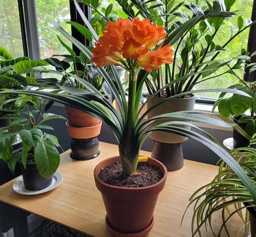 Flowers that Start with K