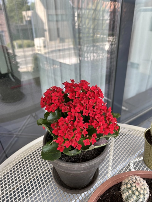 Flowers that begin with K
