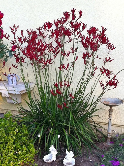 Flowers that Start with K
