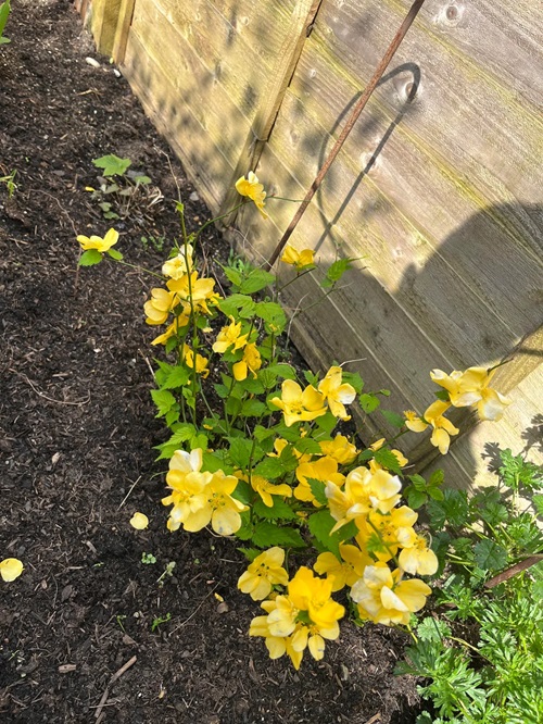 top Flowers that Start with K