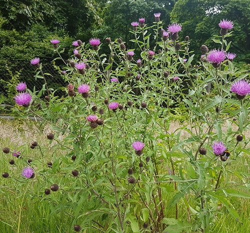 best Flowers That Starting With K