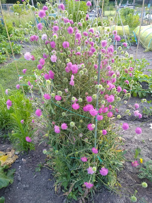 lovely Flowers that Start with K