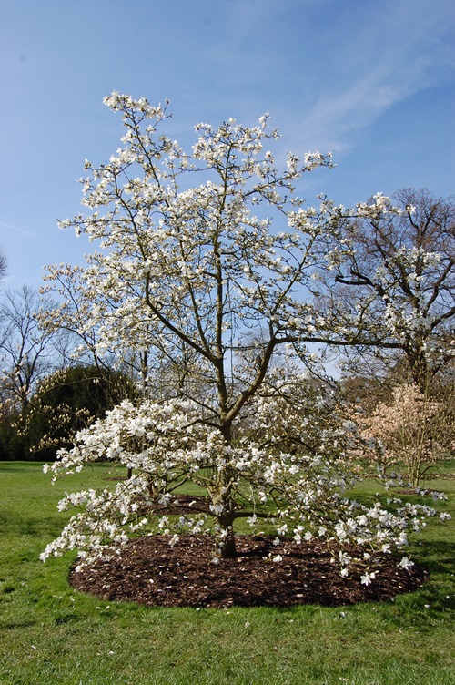 Amazing Flowers that begin with K