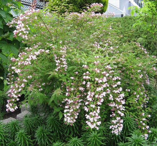 top Flowers that begin with K