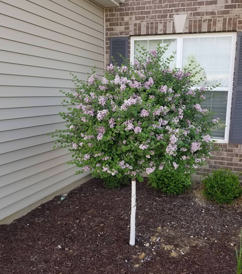 beautiful Flowers That Starting With K