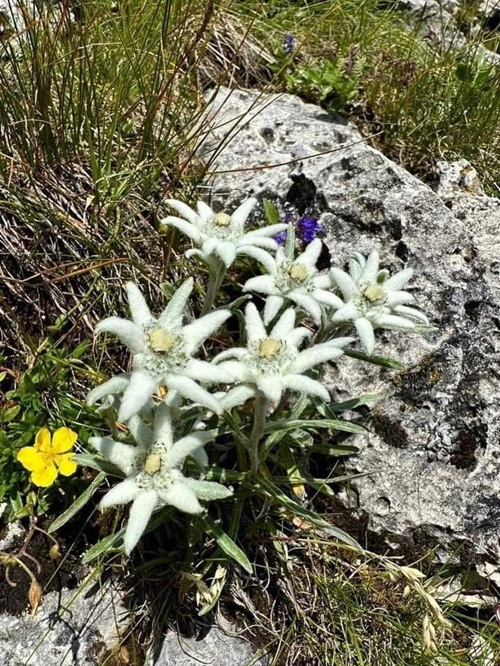 best Flowers that Starts with 'E'