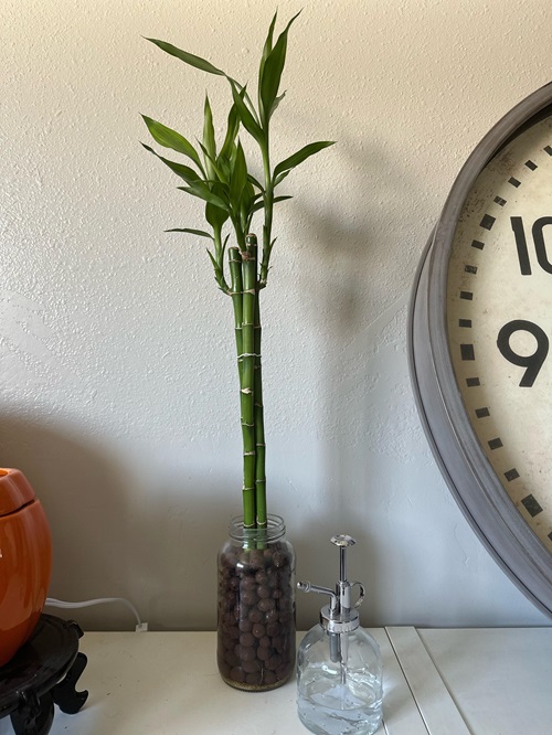 most Easy Houseplants for Seniors