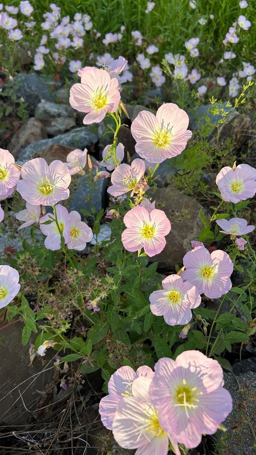 Flowers that Starts with 'E'