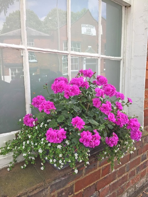 top Flowers That Look Like Impatiens