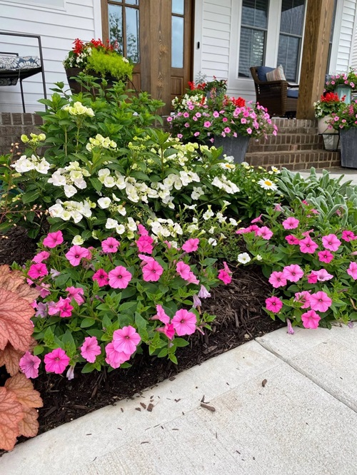 lovely Flowers That Look Like Impatiens