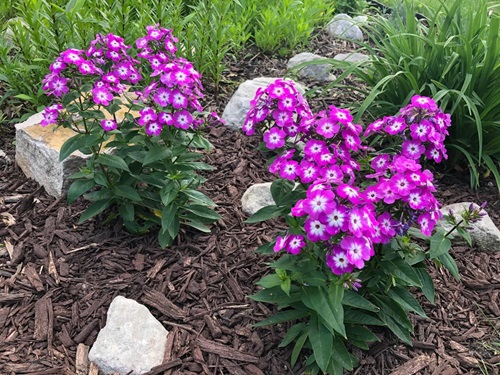 beautiful Flowers That Look Like Impatiens