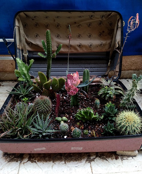 Plants in an Old Briefcase