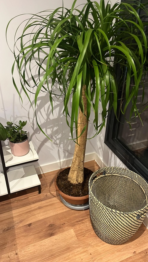 Easy Houseplants for Seniors