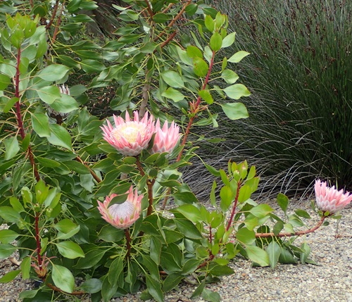 Flowers that begin with K